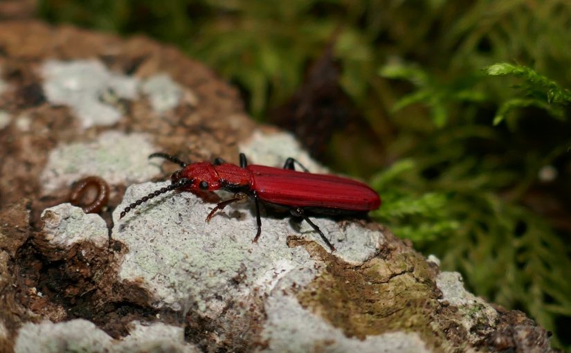 Vääriselupaikade inventuuri käigus on riigimetsast leitud kümneid haruldasi liike